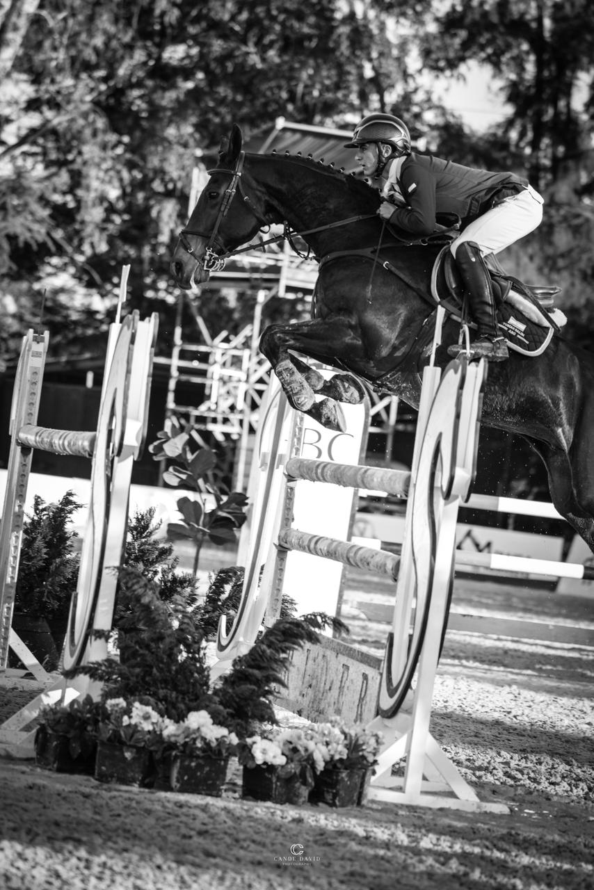 Caballo preparado para remate - Salim Horses Sport
